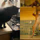 Illustration for article titled Are Cats Tinier Than Furniture? An Investigation
